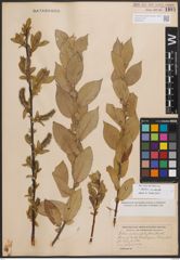 Foto von Salix cordata Michx.